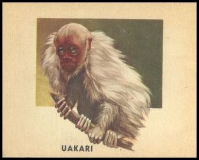168 Uakari